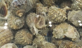 海螺视频,探索海洋奥秘，畅游视觉盛宴