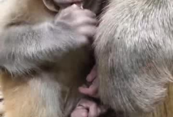 小猴子的视频,小猴子视频集锦