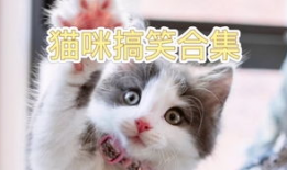 猫猫搞笑视频,猫咪搞笑视频大盘点
