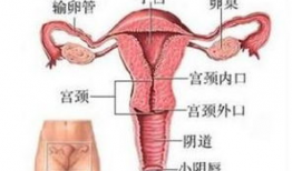 女人的阴道视频,阴道视频背后的故事与启示