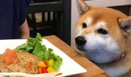 狗狗吃饭视频,捕捉萌宠用餐瞬间