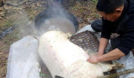 杀猪的视频,揭开残忍真相