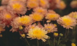 菊花视频,揭秘花海中的科技魅力