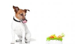 狗狗吃饭视频,捕捉萌宠用餐瞬间