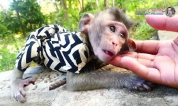 小猴子的视频,小猴子视频集锦