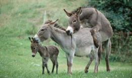 人马交配视频,探索神秘生物的繁衍之谜