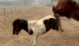 马和马交配视频,一场跨越种族的浪漫邂逅