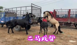 马和马交配视频,一场跨越种族的浪漫邂逅