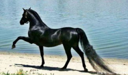 马和马交配视频,一场跨越种族的浪漫邂逅