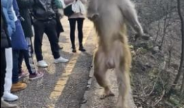 小猴子的视频,小猴子视频集锦