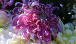 菊花视频,揭秘花海中的科技魅力