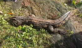 鳄鱼视频,揭秘神秘水下生物的生存智慧